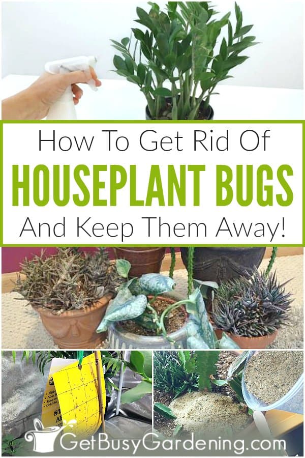 How To Get Rid Of Houseplant Bugs And Keep Them Away!