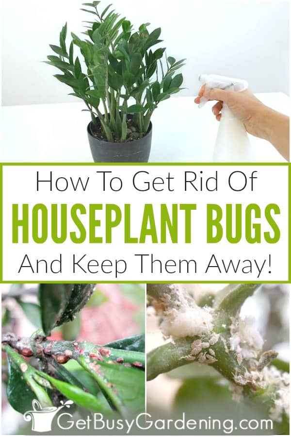 How to Get Rid of Bugs in Houseplants (4 Easy Steps) 