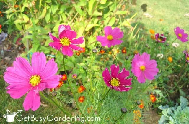 Cosmos are super easy to grow flower seeds