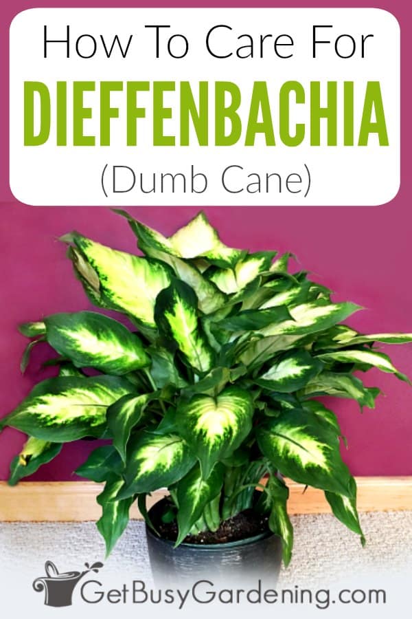 How To Care For Dieffenbachia (Dumb Cane)