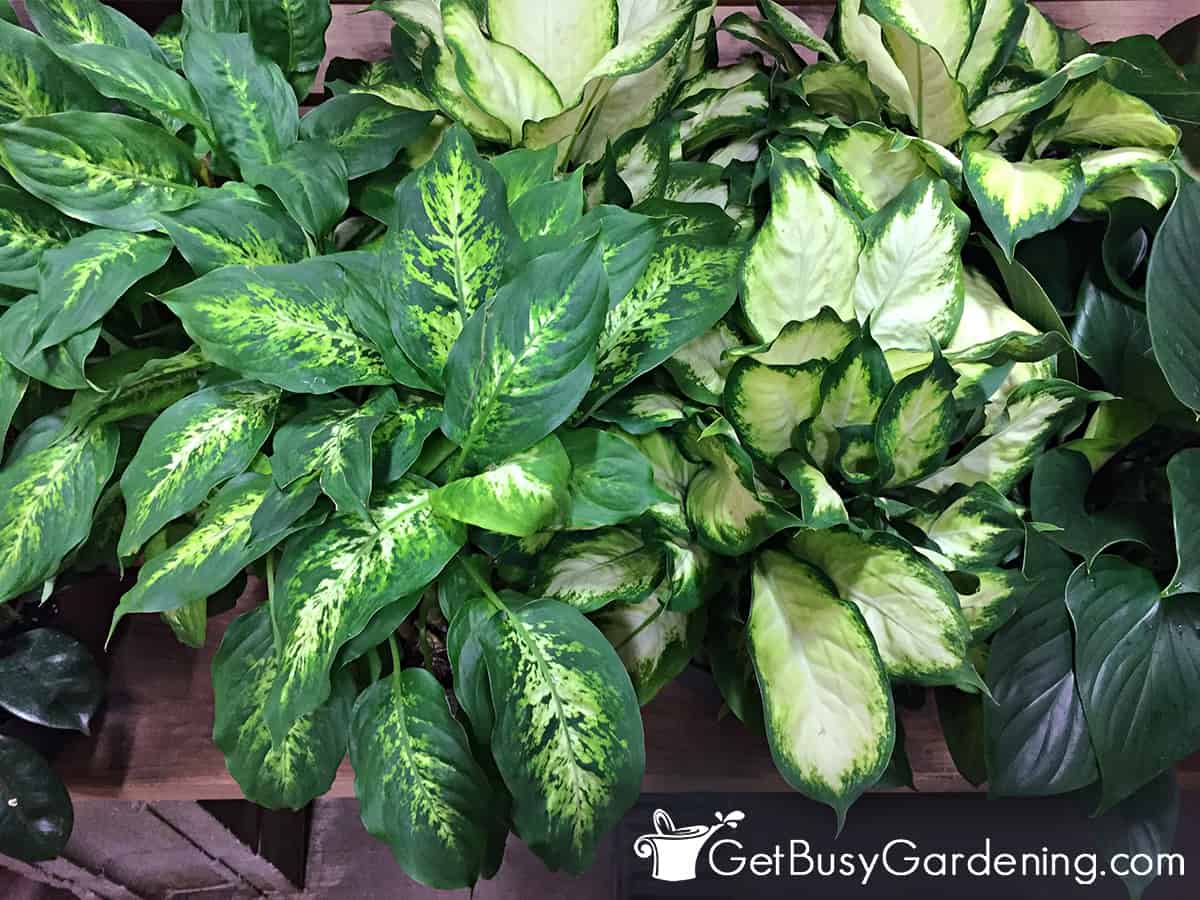How To Care For Dieffenbachia Dumb Cane Get Busy Gardening