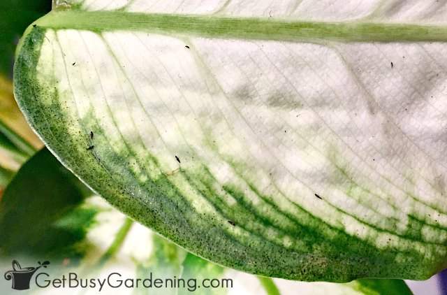 Dumb cane leaf infested with bugs