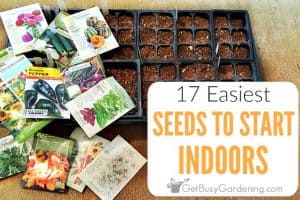 17 Easiest Seeds To Start Indoors