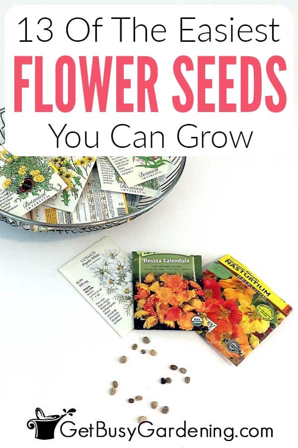 13 Of The Easiest Flower Seeds You Can Grow