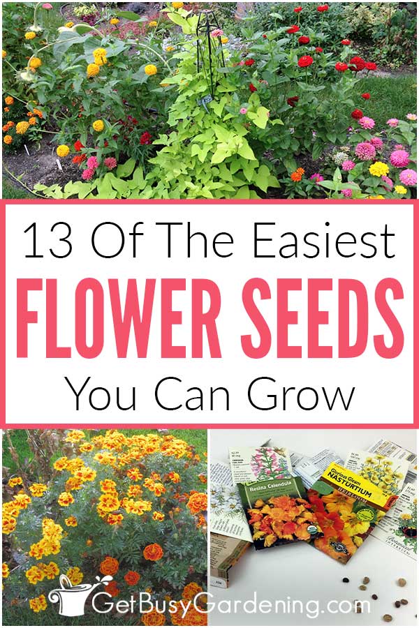 13 Of The Easiest Flower Seeds You Can Grow