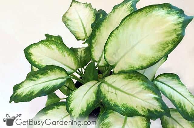 Gorgeous dieffenbachia plant with bright green leaves