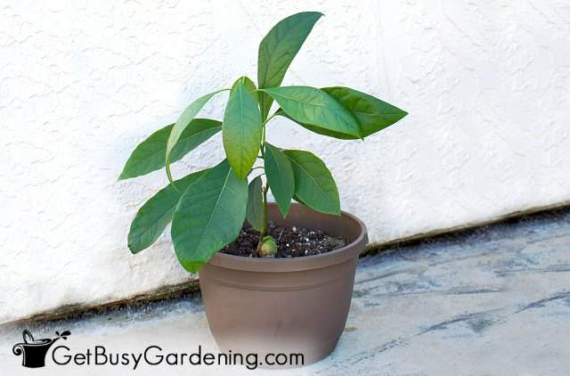 Growing an avocado tree in a pot