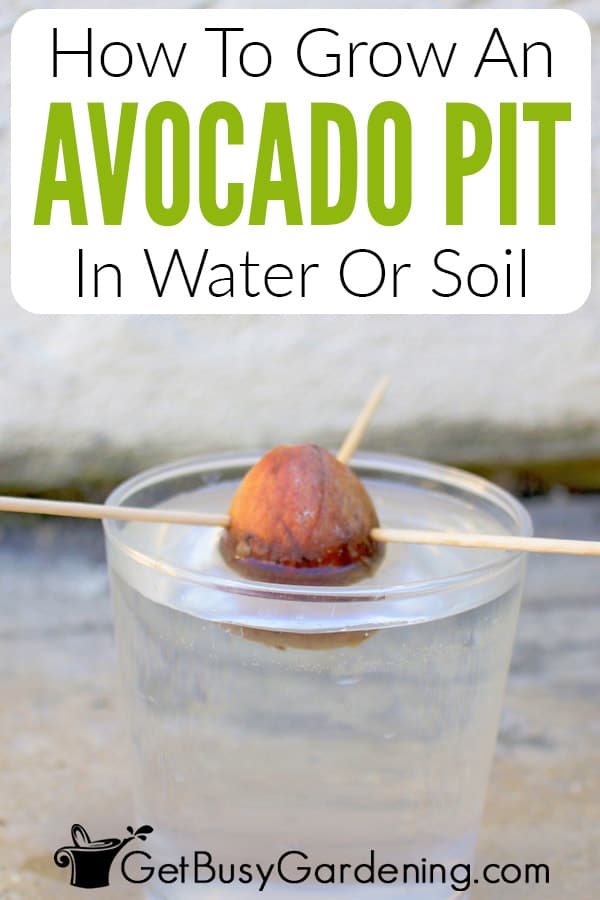 How To Grow An Avocado Pit In Water Or Soil