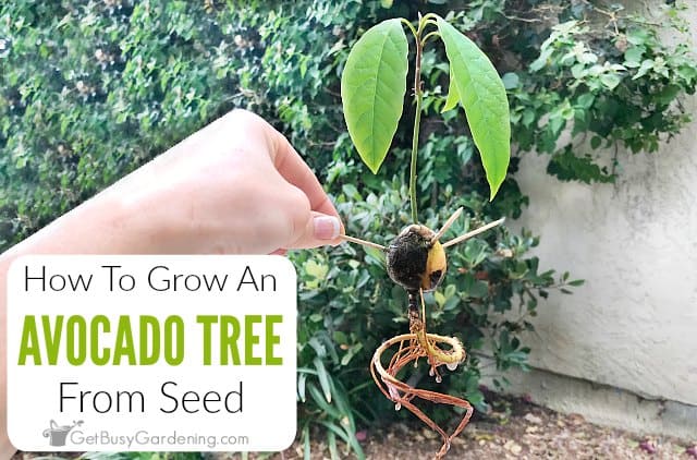 How To Grow An Avocado Tree From Seed Get Busy Gardening