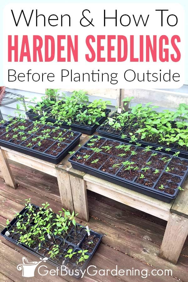 When & How To Harden Seedlings Before Planting Outside