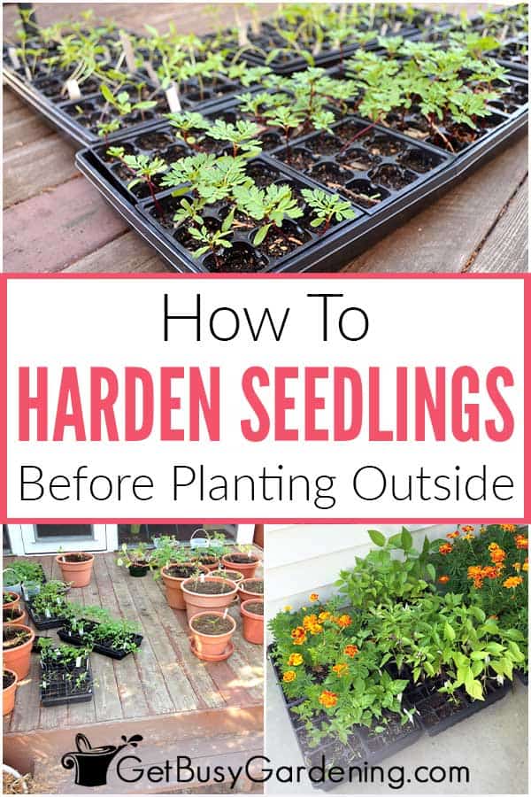 How To Harden Seedlings Before Planting Outside