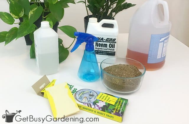 Products I use to kill bugs on my indoor plants