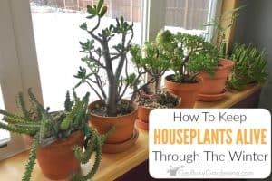 How To Keep Indoor Plants Alive In Winter