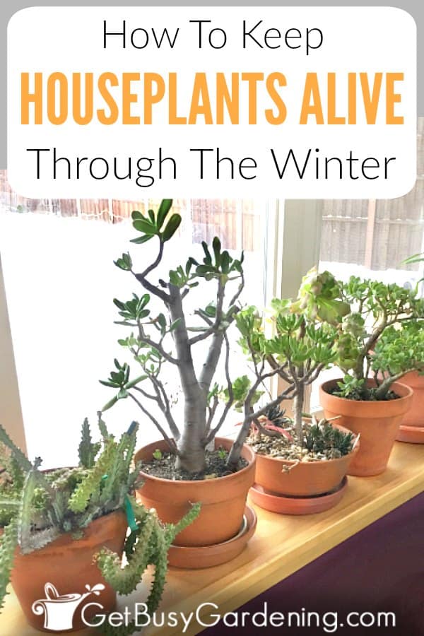 How To Keep Houseplants Alive Through The Winter