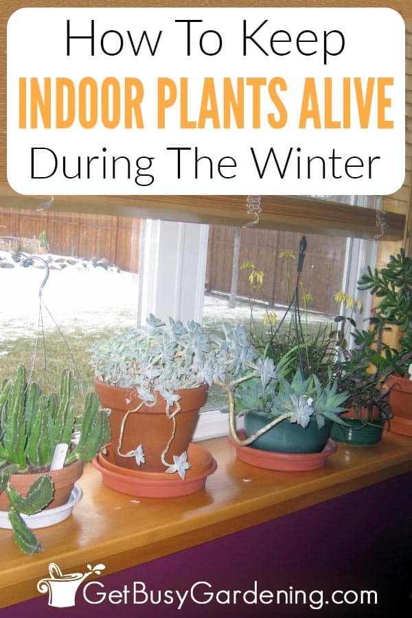 How To Keep Indoor Plants Alive During The Winter