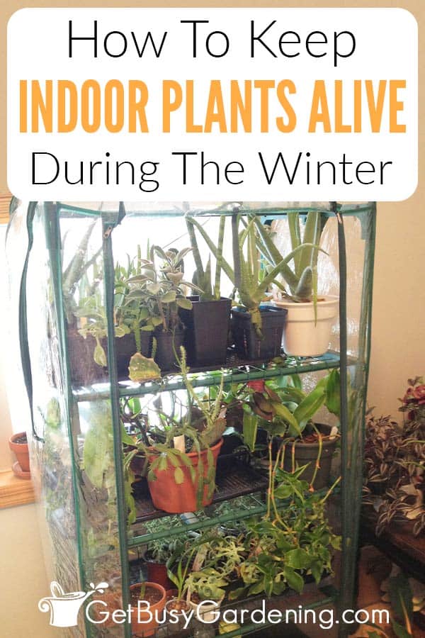 How To Keep Indoor Plants Alive During The Winter