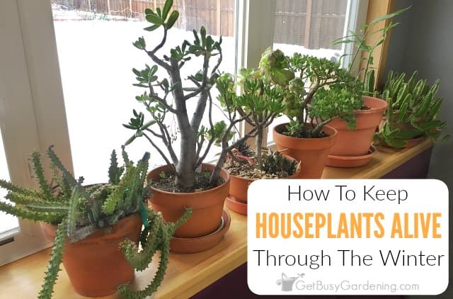 The Beginner's Houseplant Trick to Keep Your Plants Alive and Happy - That  Planty Life