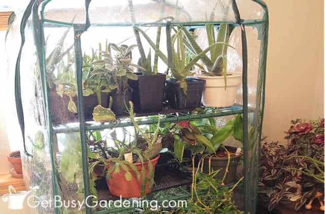 Houseplants in my indoor mini greenhouse