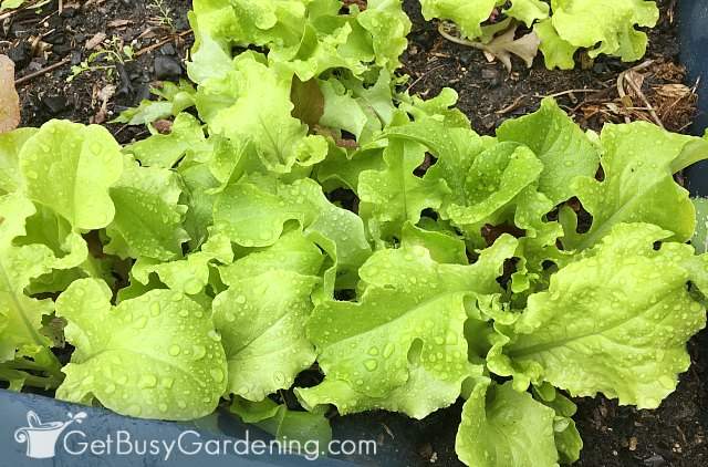 Lettuce is one of the quickest vegetables to grow from seed