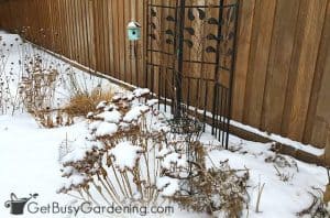 17 Winter Interest Plants For Your Garden - Get Busy Gardening