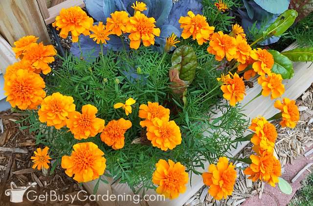 Marigold are easy plants to grow from seed indoors