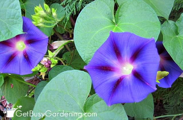 Morning glories are annual flowers that reseed themselves