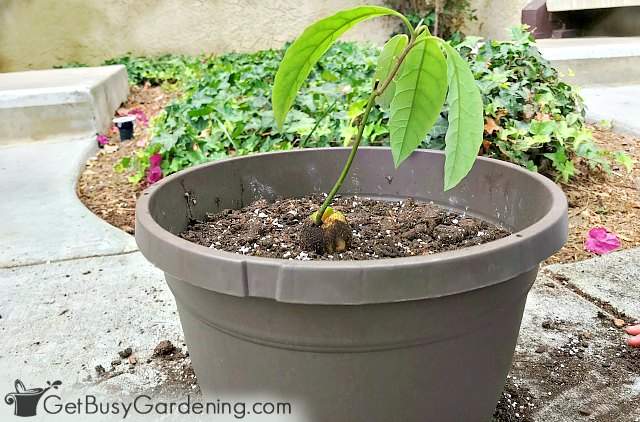 My avocado tree seedling potted up