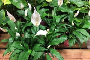 Peace lily (Spathiphyllum) plants