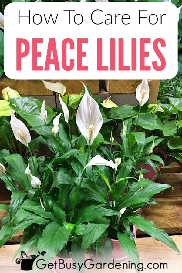 How To Care For Peace Lilies