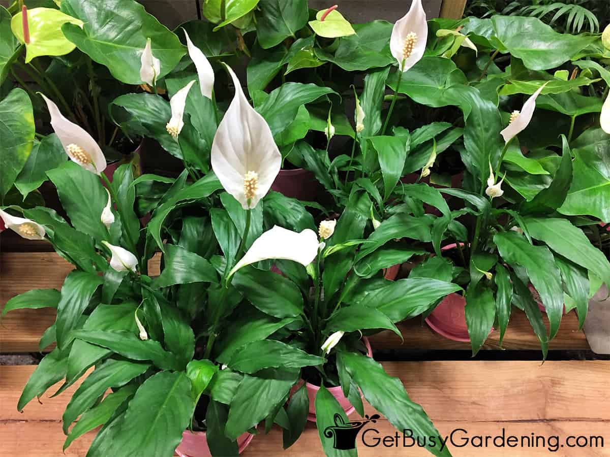 Peace lily (Spathiphyllum) plants
