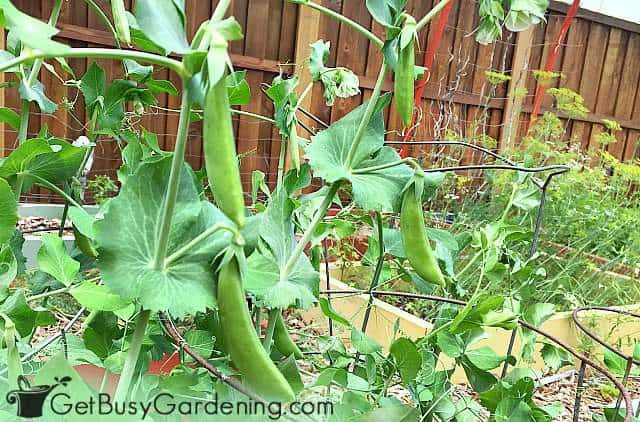 Peas are one of the easiest seeds to plant directly in the ground