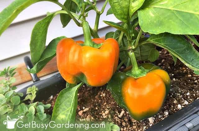 Peppers are one of the easiest vegetables to grow indoors