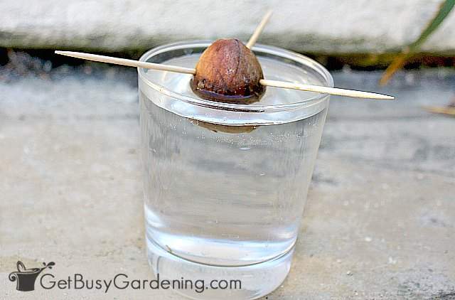 Avocado seed suspended over a vase of water