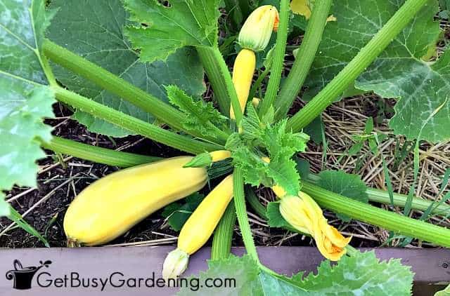 Squash is one of the best vegetables to grow from seeds
