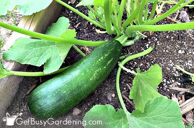 Squash is one of the easiest seeds to start outside