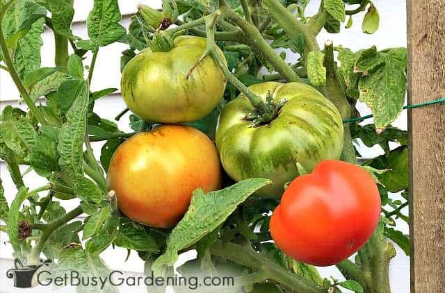 Tomatoes are easy seeds to plant indoors