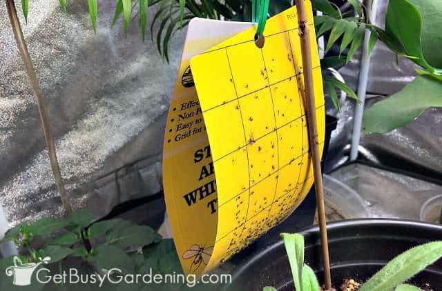 Yellow sticky trap hanging next to houseplants to kill flying insects