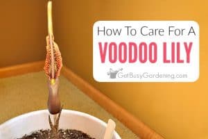 How To Care For A Voodoo Lily Plant
