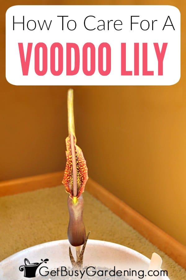 How To Care For A Voodoo Lily