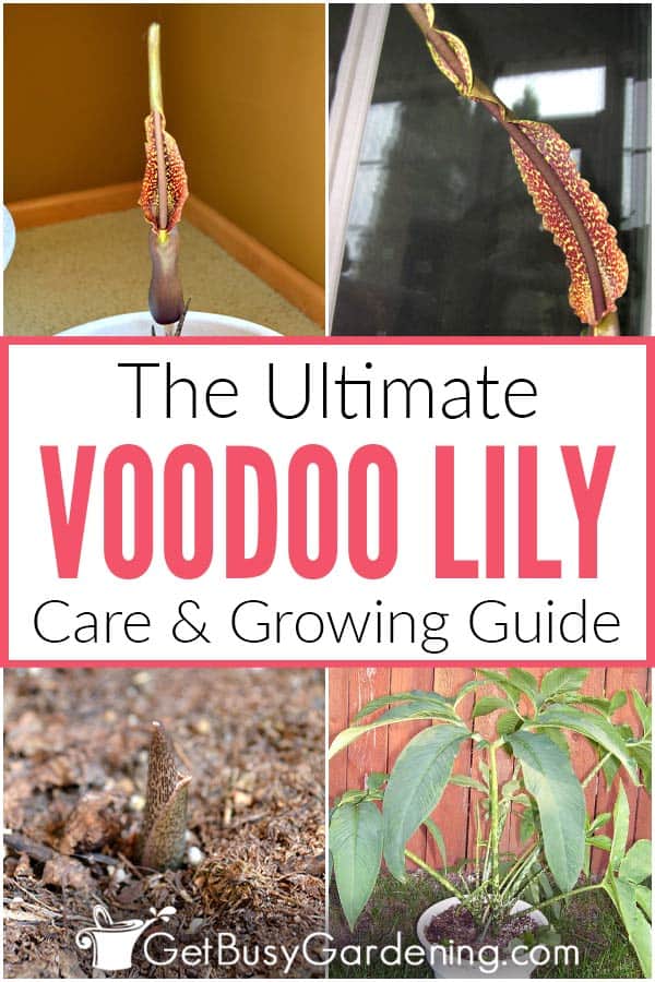 How To Care For A Voodoo Lily