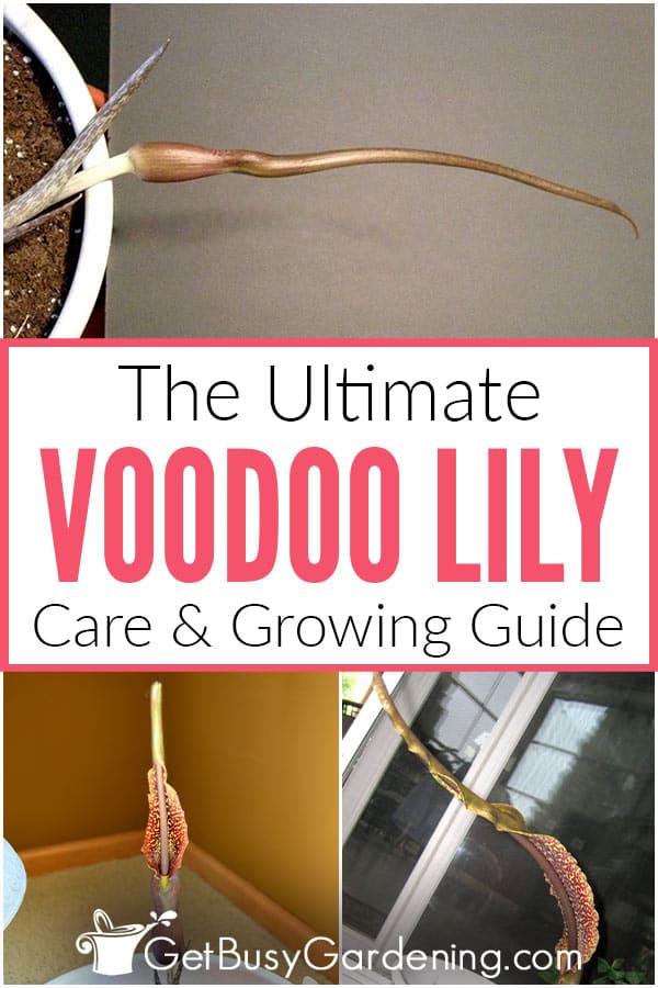 How To Care For A Voodoo Lily