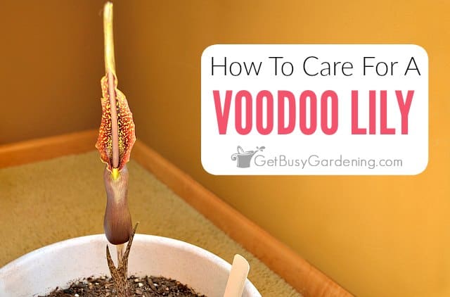 How To Care For A Voodoo Lily Plant