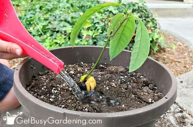 Watering my newly planted avocado tree sapling