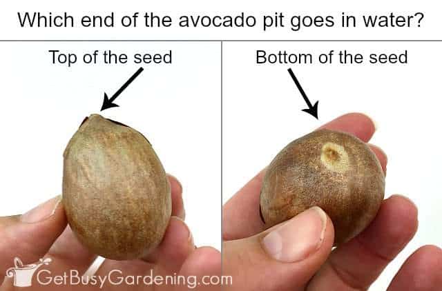 Which end of an avocado pit goes in water? Top of the seed (left) bottom of the seed (right)