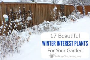 17 Winter Interest Plants For Your Garden