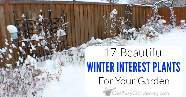 18 Winter Plants for Interest in the Coldest Months