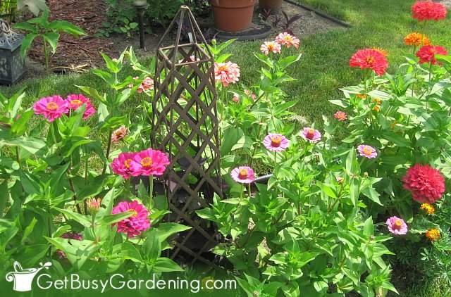 Zinnias are fast growing flowers that bloom all summer
