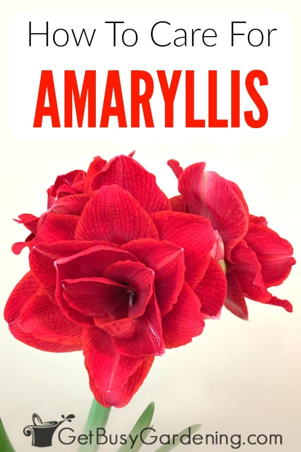 How To Care For Amaryllis: The Ultimate Guide