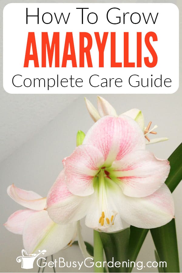 How To Grow Amaryllis Complete Care Guide