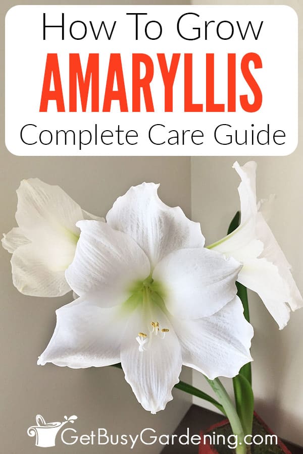 How To Grow Amaryllis Complete Care Guide